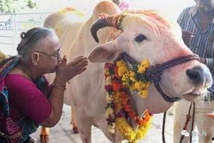 国产牛牛,探寻中国牛肉产业的崛起之路